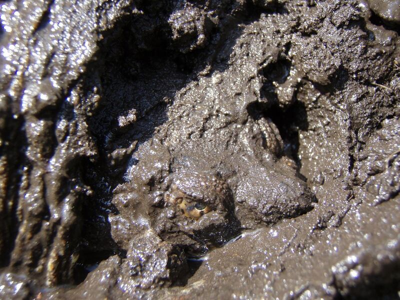 File:Snapping turtle in Mud.JPG