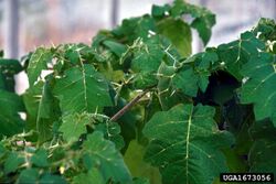 Solanum viarum 1673056.jpg