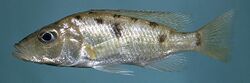 Stigmatochromis woodi.jpg