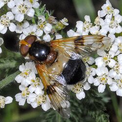 Syrphidae - Volucella pellucens (female).JPG