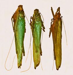 Tettigoniidae - Zeuneria melanopeza.JPG