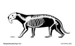 Thylacosmilus atrox Skeletal Reconstruction.png