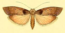 Tirathaba parasiticus.jpg
