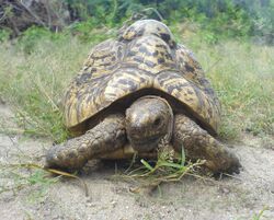 Tortoise closeup.jpg