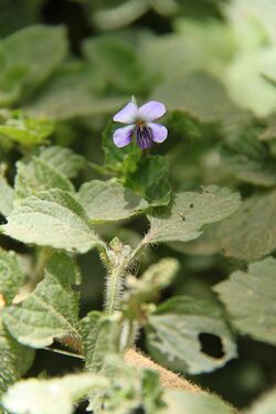 Viola abyssinica mt kenya 02.jpg