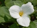 White Trillium Trillium grandiflorum Flower 2613px.jpg