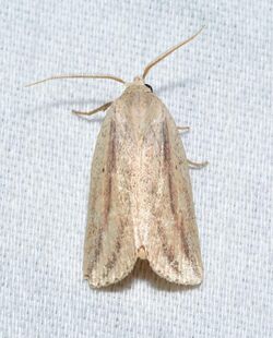 - 9818 – Amolita fessa – Feeble Grass Moth (35095497103).jpg