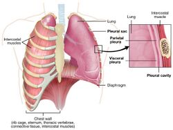 2313 The Lung Pleurea.jpg