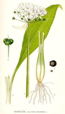 387 Allium ursinum.jpg