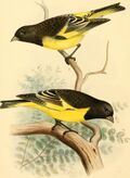 A monograph of the weaver-birds, Ploceidae, and arboreal and terrestrial finches, Fringillidae (1888) (14563890138).jpg