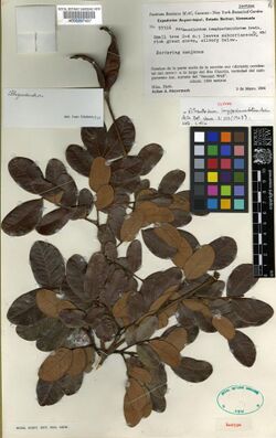 Abarema longipedunculata.jpg