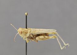 Aeoloplides californicus female CSU ENT0063267.jpg