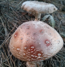 Amanita tecomate.png