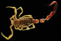 Ananteris sabineae (10.3897-zookeys.764.25108) Figure 7.jpg