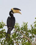 Anthracoceros coronatus -Yala National Park, Sri Lanka-8.jpg