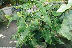 Anthurium andicola 5zz.jpg