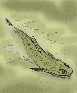 Argillichthys toombsi.jpg