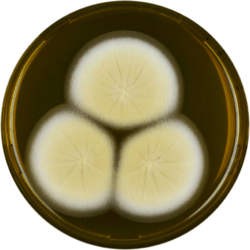 Aspergillus parvulus meaox.png