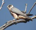 Australian Hobby Pikedale Jul02.JPG