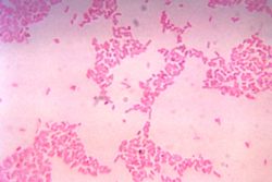 Bacteroides thetaiotaomicron.png