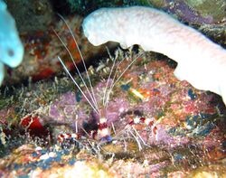 Banded coral shrimp.jpg