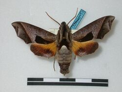 Baniwa yavitensis (Brazil, Rio Negro, Tapurucuara) (BC-ZSMRR0158) (ZSBS) male upperside.jpg