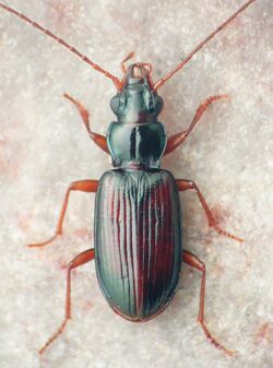 Bembidion rolandi.jpg