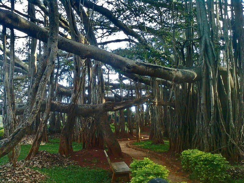 File:Big Banyan Tree at Bangalore.jpg