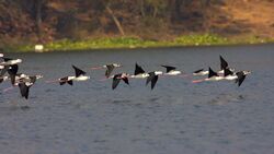 Black-winged stilts in flight.jpg