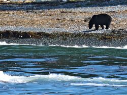 Black Bear Coast.jpg