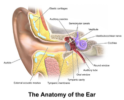 Blausen 0328 EarAnatomy.png