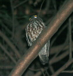 Brown Hawk Owl (Ninox scutulata) at Samsing, Duars, West Bengal W IMG 5936.jpg