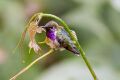 Bumblebee Hummingbird (Atthis heloisa) (8079384589).jpg