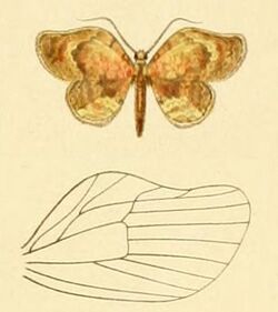 Camelopteryx multicolor de Joannis, 1906.jpg