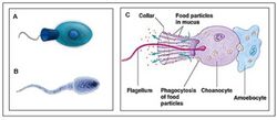 Choanoflagellate and human spermatozoon.jpg