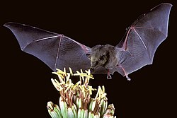 Choeronycteris mexicana, Mexican long-tongued bat (7371567444) 2.jpg