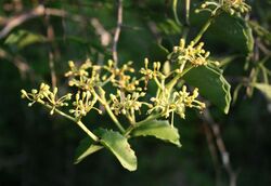 Cissus rotundifolia 3.jpg