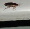 Cockroach.jpg