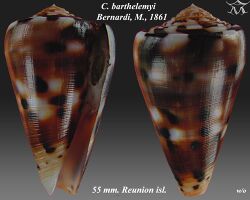 Conus barthelemyi 5.jpg