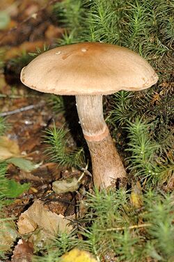 Cortinarius caninus - Lindsey.jpg