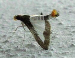 Crambidae-Diaphania indica024.jpg