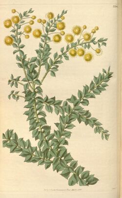 Illustration of "Acacia undulifolia"