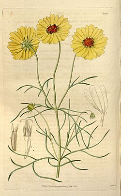 Curtis's botanical magazine (Plate 3505) (8043260256).jpg