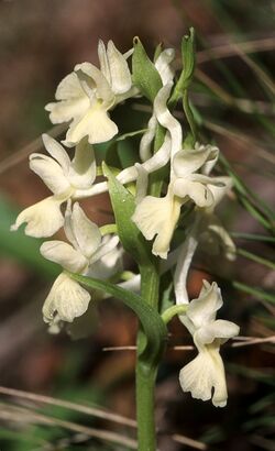 Dactylorhiza romana Mg-k t0301025.jpg