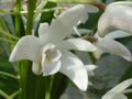 Dendrobium x delicatum (Orchidaceae) flower.jpg