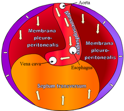 Diaphragma-embryo.png