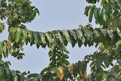 Duabanga sonneratioides syn Duabanga grandiflora leaves at Jayanti, Duars, West Bengal W Picture 220.jpg
