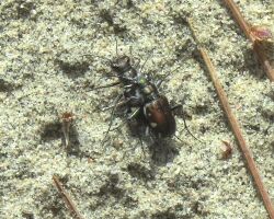 Eastern Pinebarrens Tiger Beetles, mating.jpg