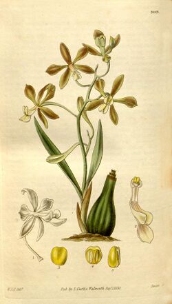 Encyclia patens - Curtis' 57 (NS 4) pl. 3013 (1830).jpg