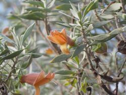 Eremophila pterocarpa pterocarpa (flower detail).jpg